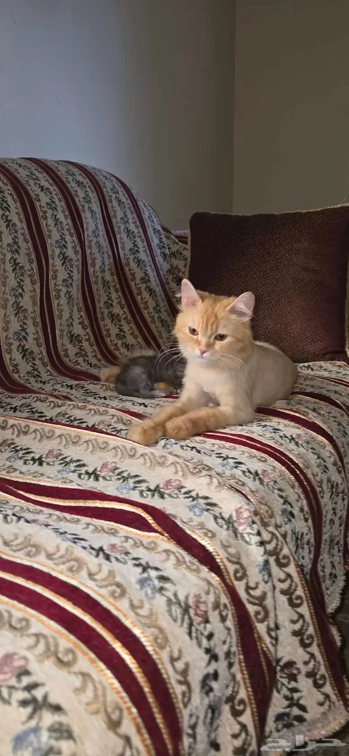 قطه للتبني 6