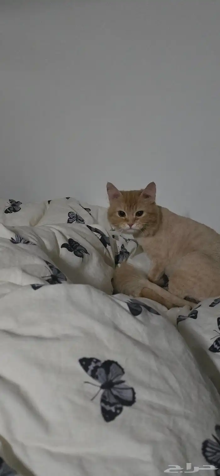 قطه للتبني 7