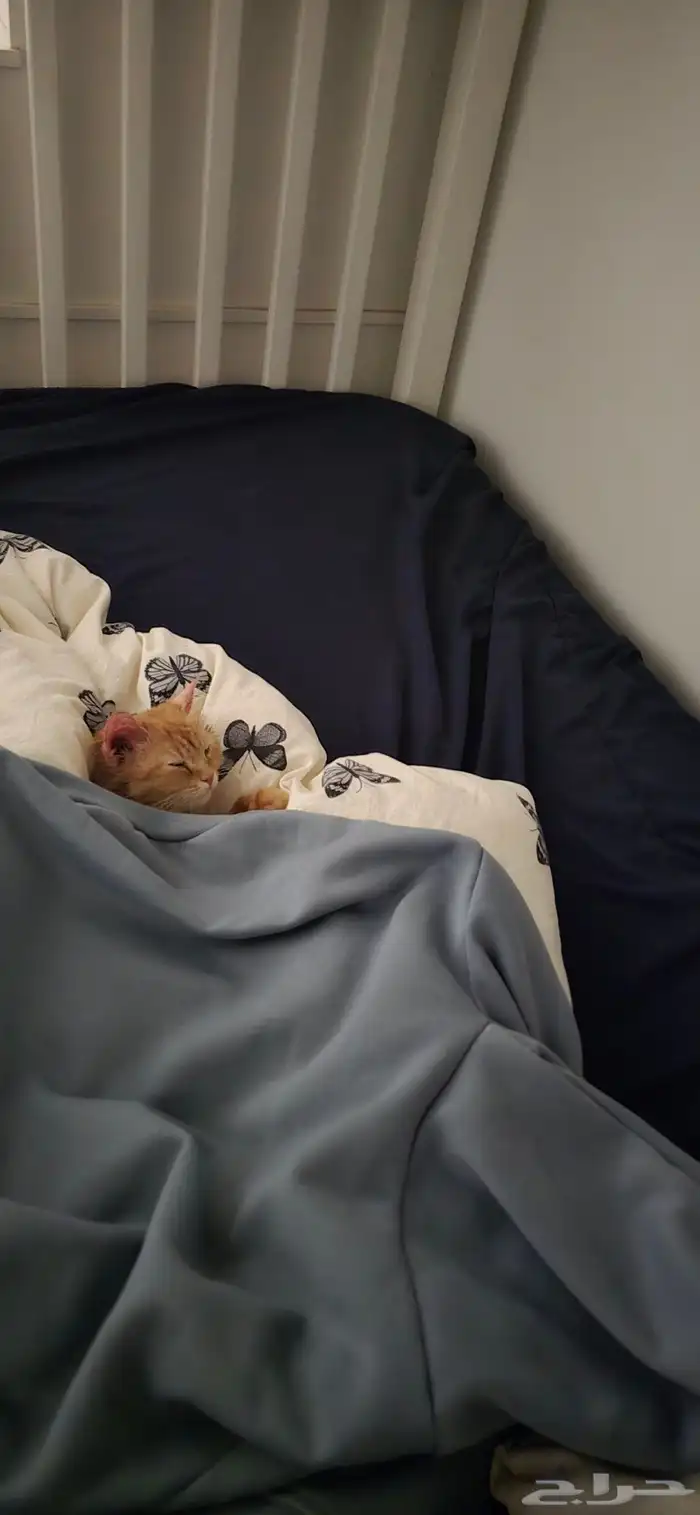 قطه للتبني 8