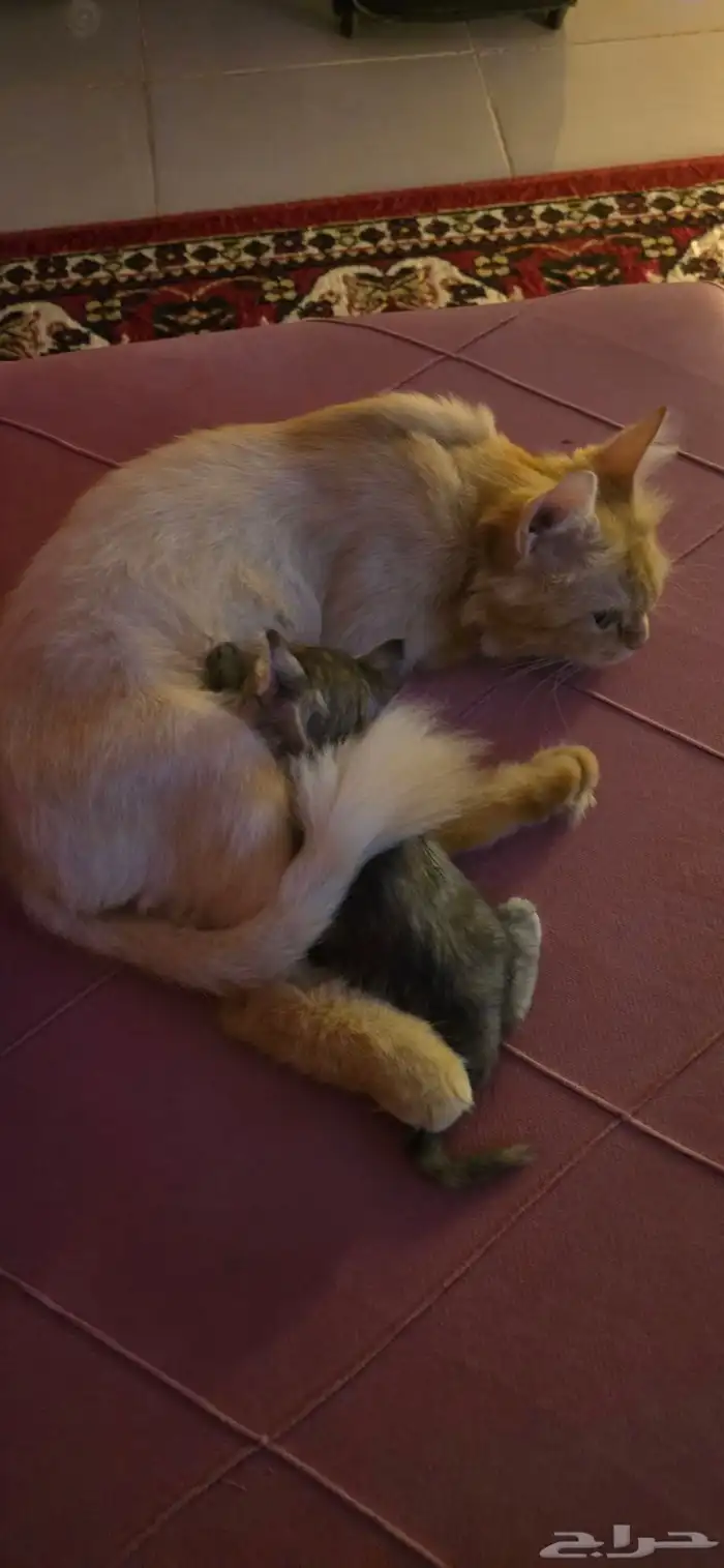 قطه للتبني 4