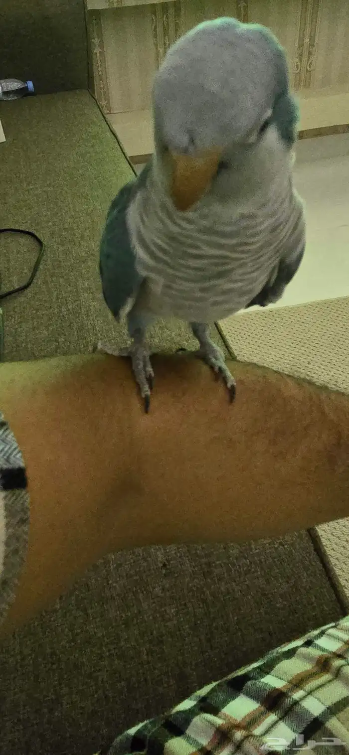 ببغاء كويكر ازرق أليف 2