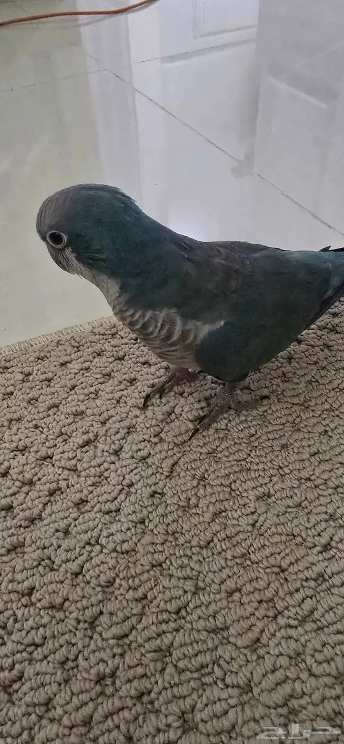 ببغاء كويكر ازرق أليف 1