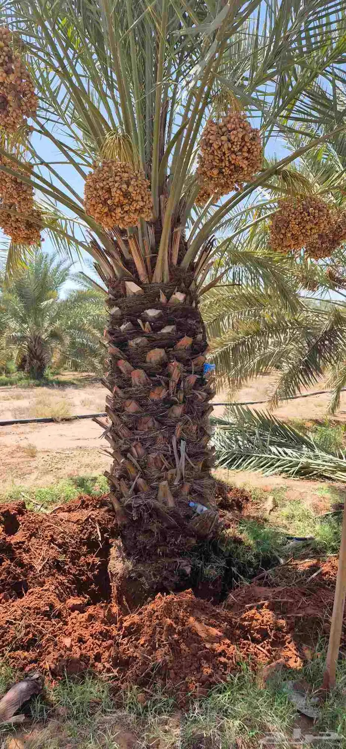 نخل اللبيع في الدوادمي 5