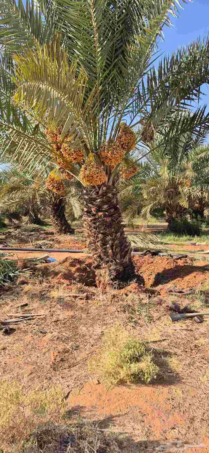 نخل اللبيع في الدوادمي 4