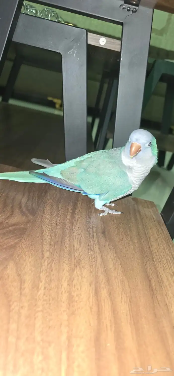 ببغاء كويكر ازرق أليف 0