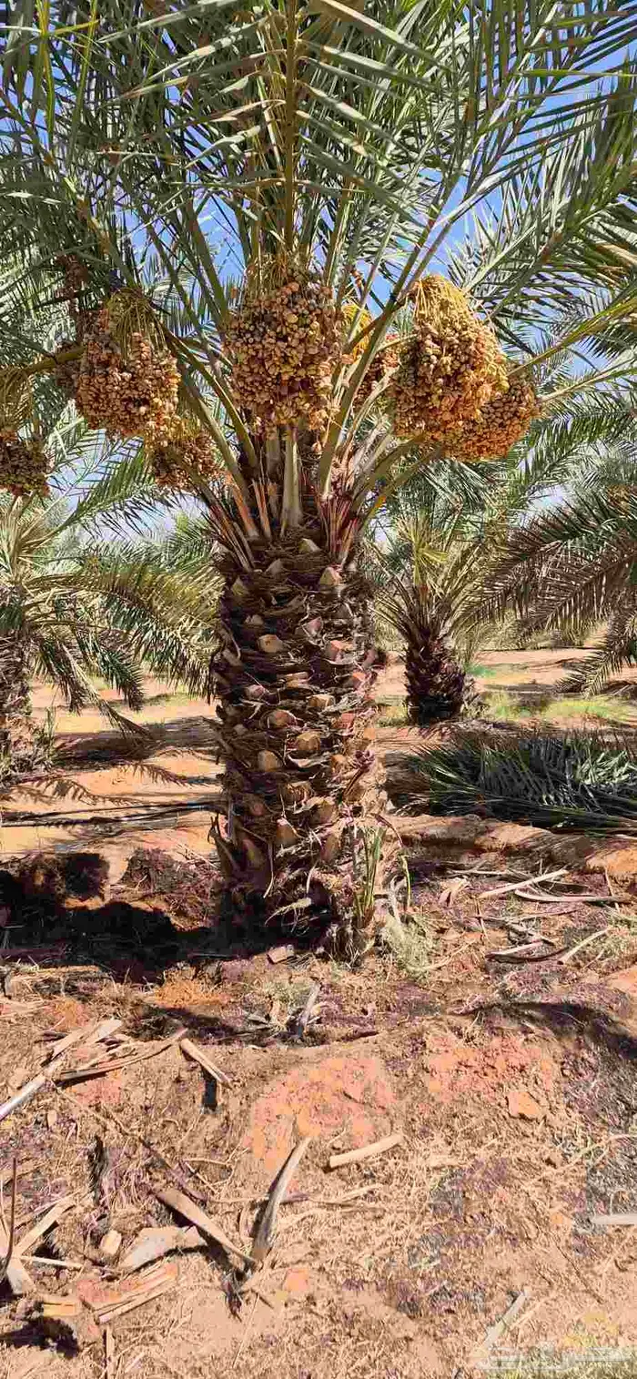 نخل اللبيع في الدوادمي 6