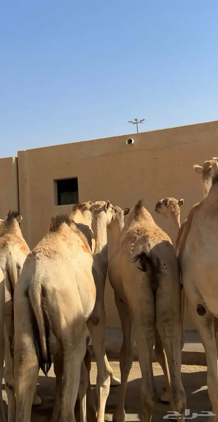 قعدان صومالي جديده. العدد 100 15