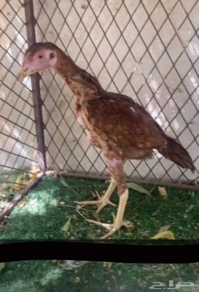 دجاج سندي بيور فاخر 31