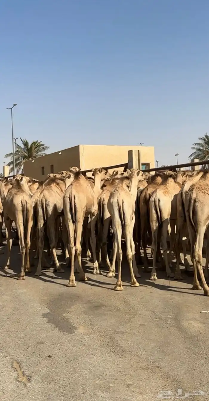 قعدان صومالي جديده. العدد 100 14