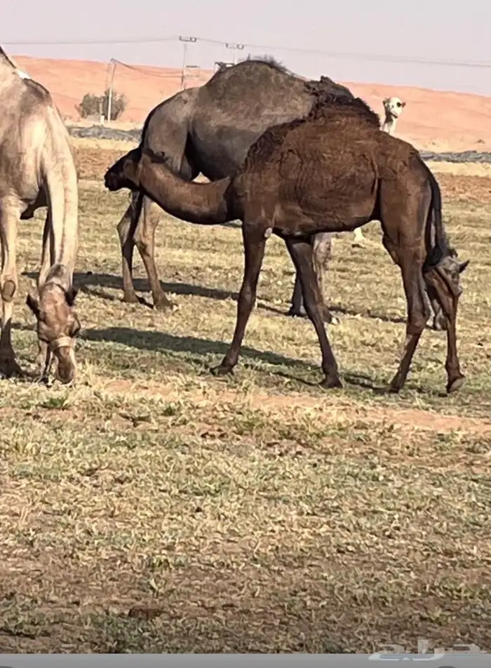 قعدان للبيع 1