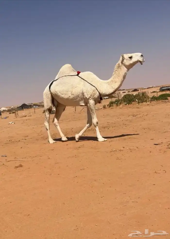 وضحا ضروبه 0