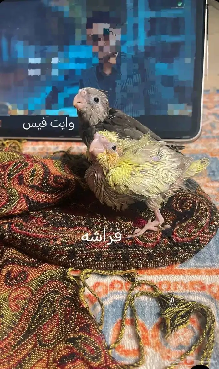 فروخ كروان تقبل الغر 0