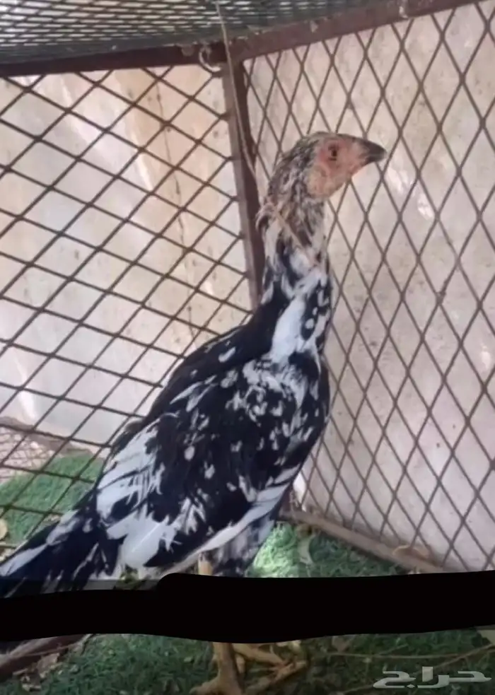 دجاج سندي بيور فاخر 30