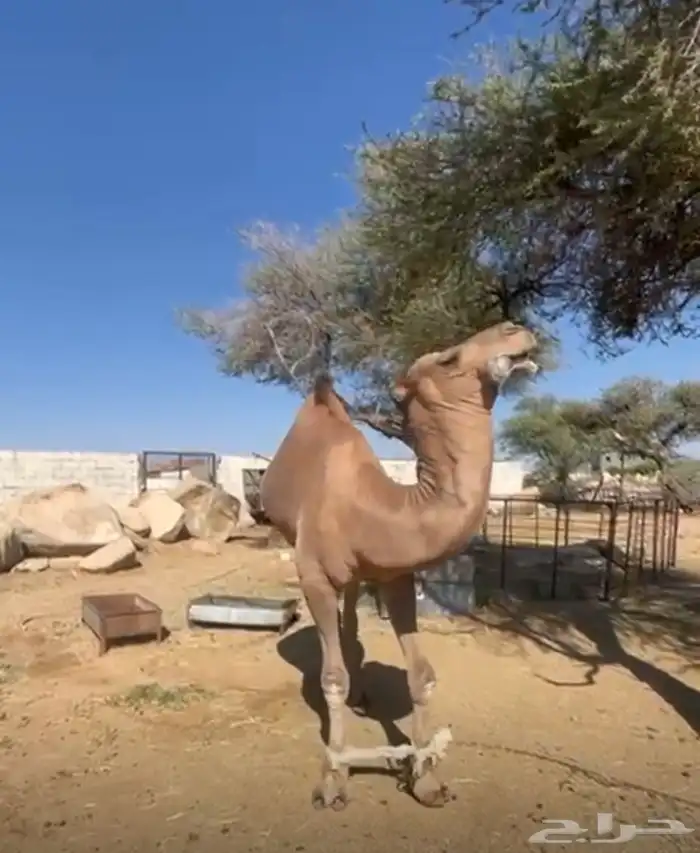 فحل إبل أحمر كفو 1