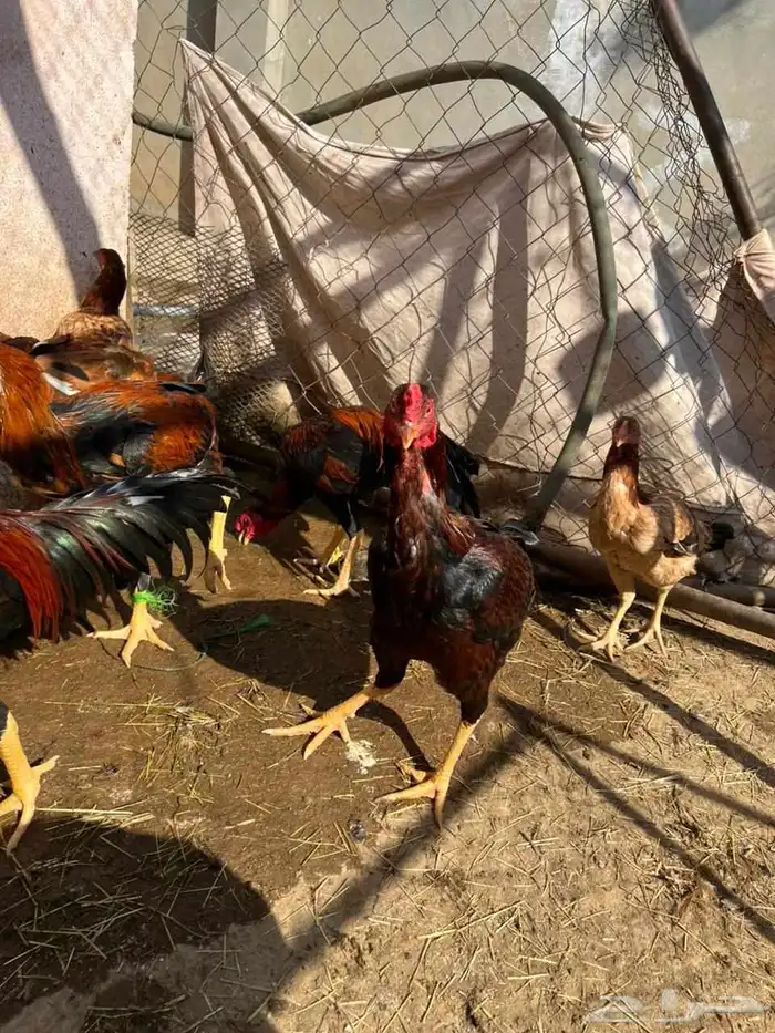 ديوك بكستاني 3