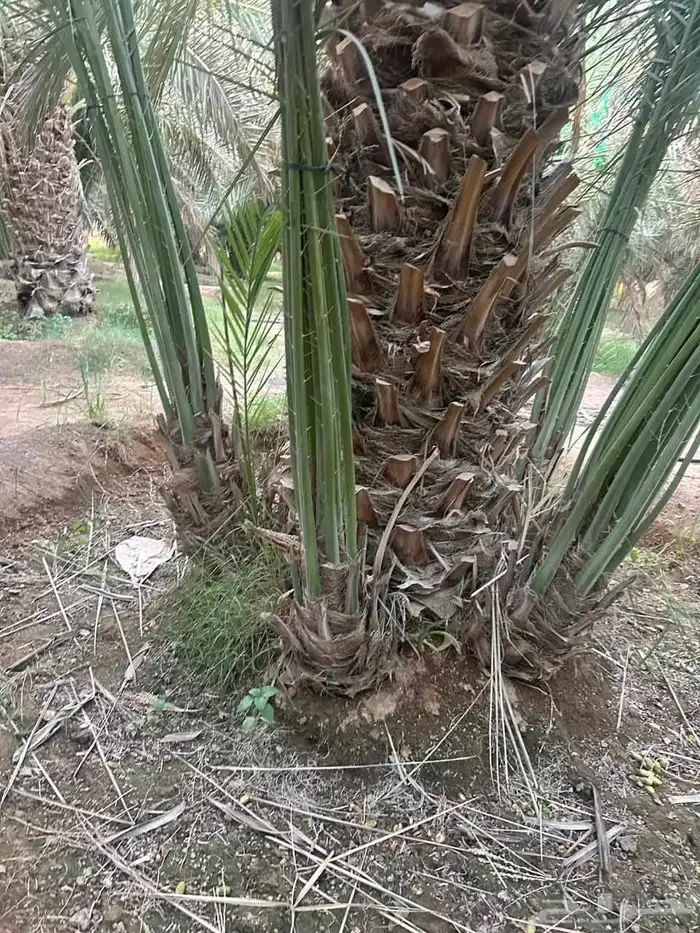 يوجد لدينا جميع انواع انخيل العربي وزينه الوشنطني 1