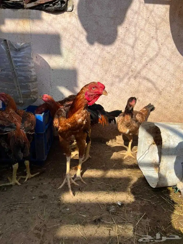 ديوك بكستاني 2