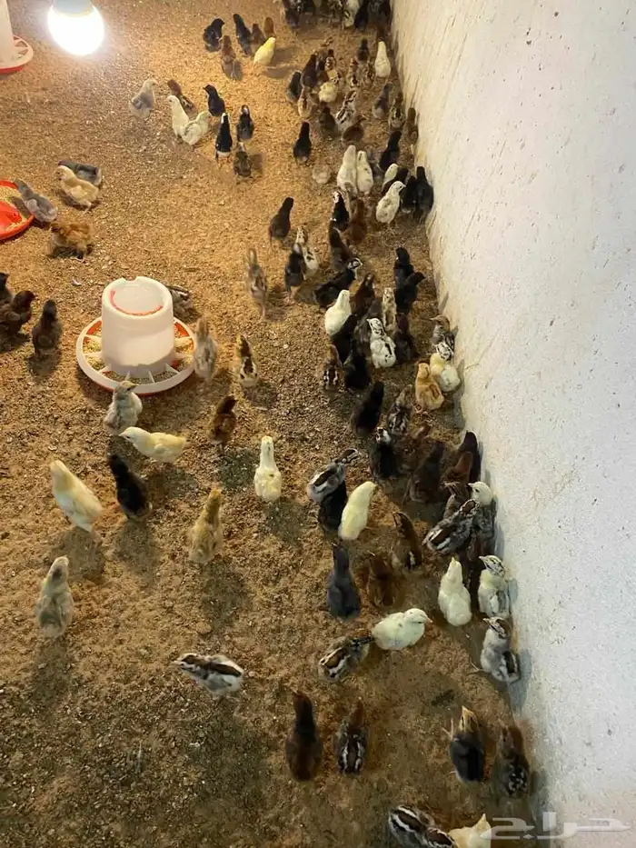 صوص دجاج بلدي وفيومي 0