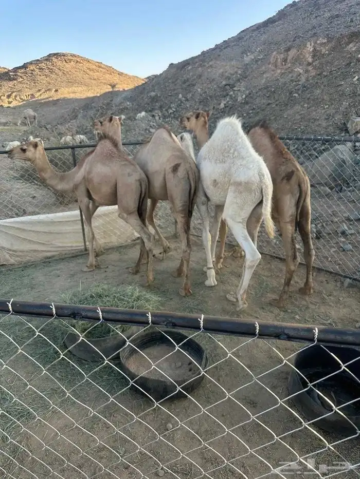 قعدان 0