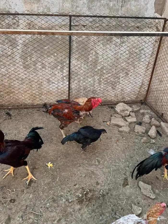 ديوك بكستاني 5