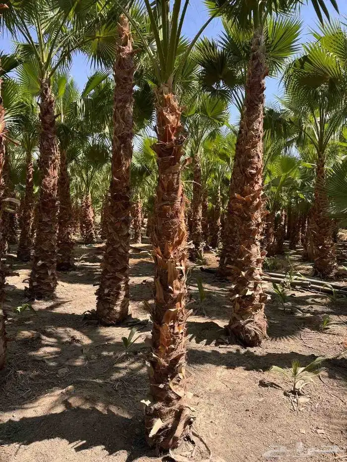 نخل واشنطن زينه 4