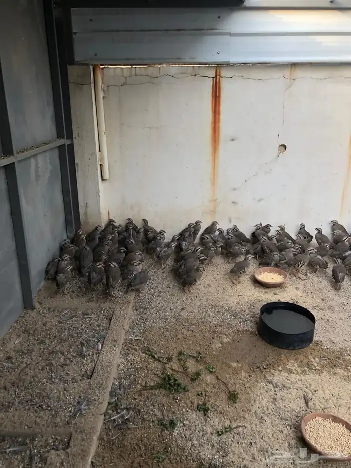 حجل أفغاني للبيع 4