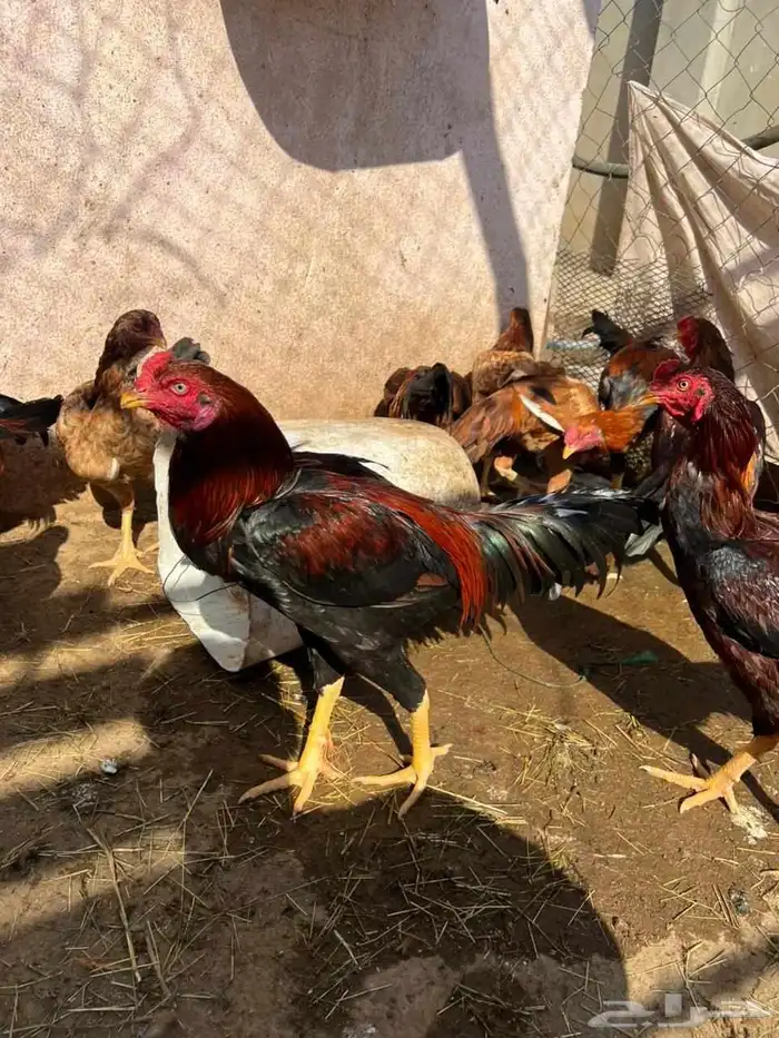 ديوك بكستاني 4