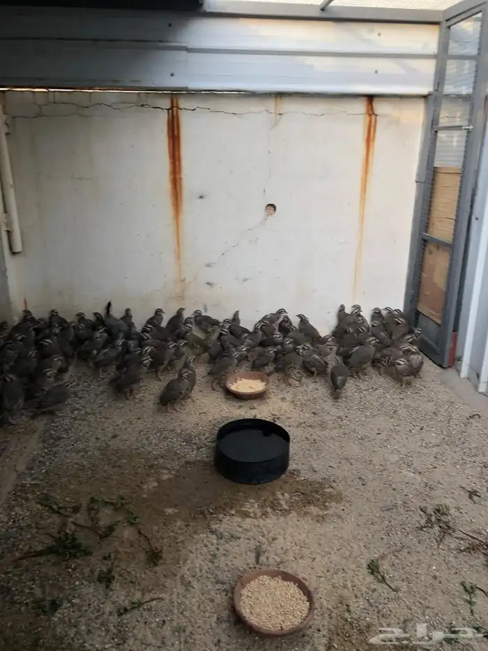 حجل أفغاني للبيع 3