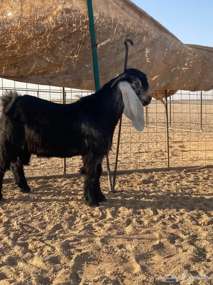 فحل عارضي صنف 3
