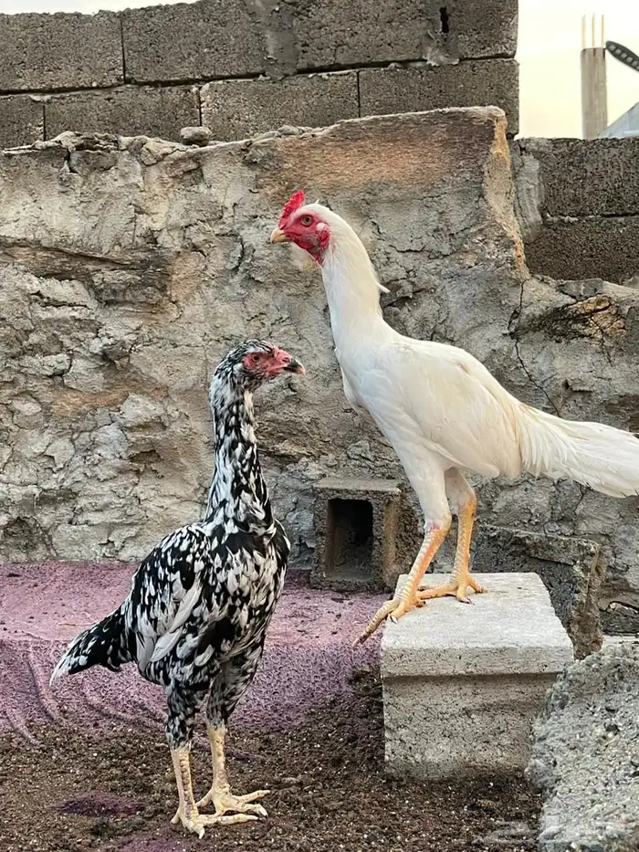 جوز سندي وديك للبيع 0