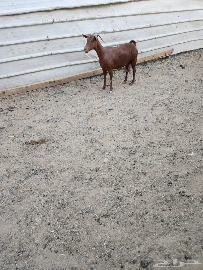عنزين جنوبيات حليب شرط 1