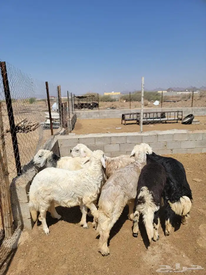 طليان نجد وحريات 1
