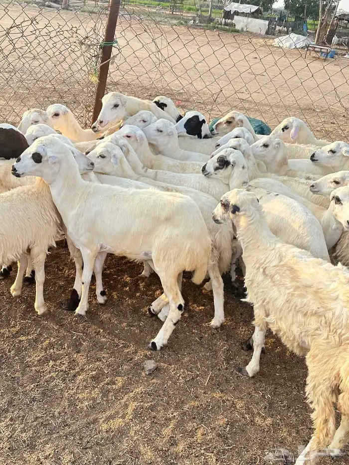 رخال رفيدي 2