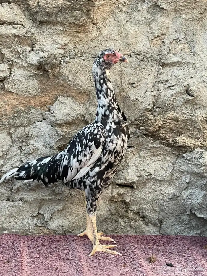 جوز سندي وديك للبيع 1