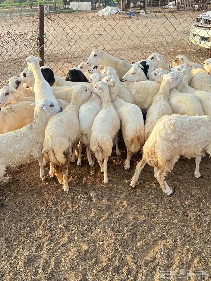 رخال رفيدي 0
