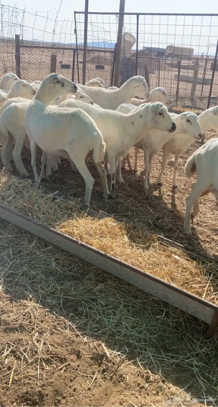 غنم رفد خلفات 2