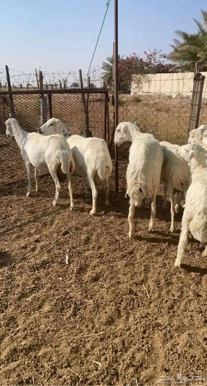 غنم رفد خلفات 0