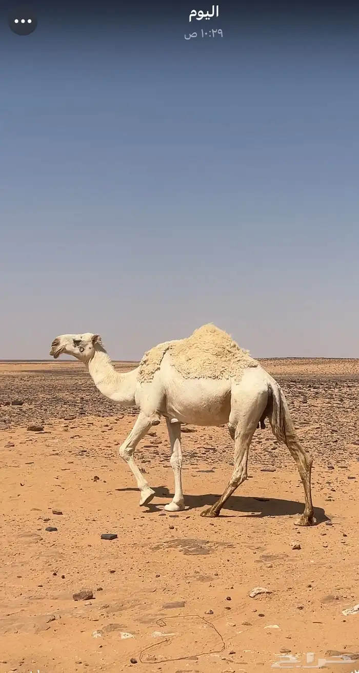 لقحه للبيع 1