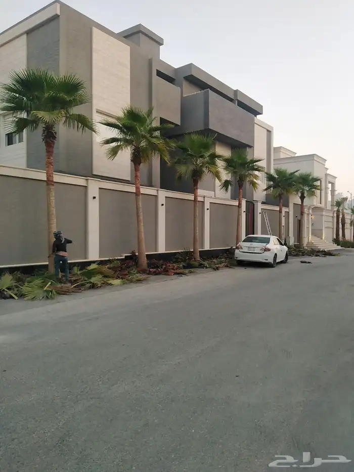 نخل واشنطني ملكي 6