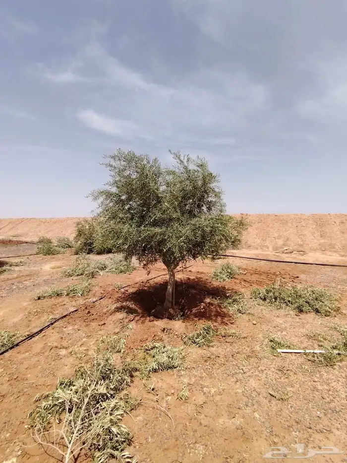 يوجد لديناء جميع انواع الشجار الزيتون المثمر 9