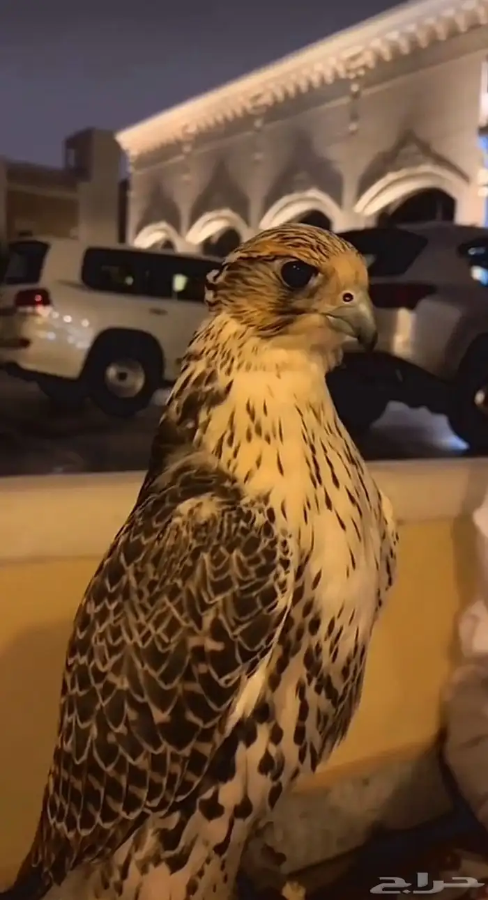 مطلوب طير شاهين بسعر معقول 0