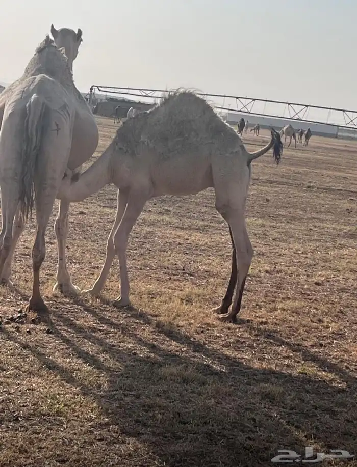 قعدان للبيع 0