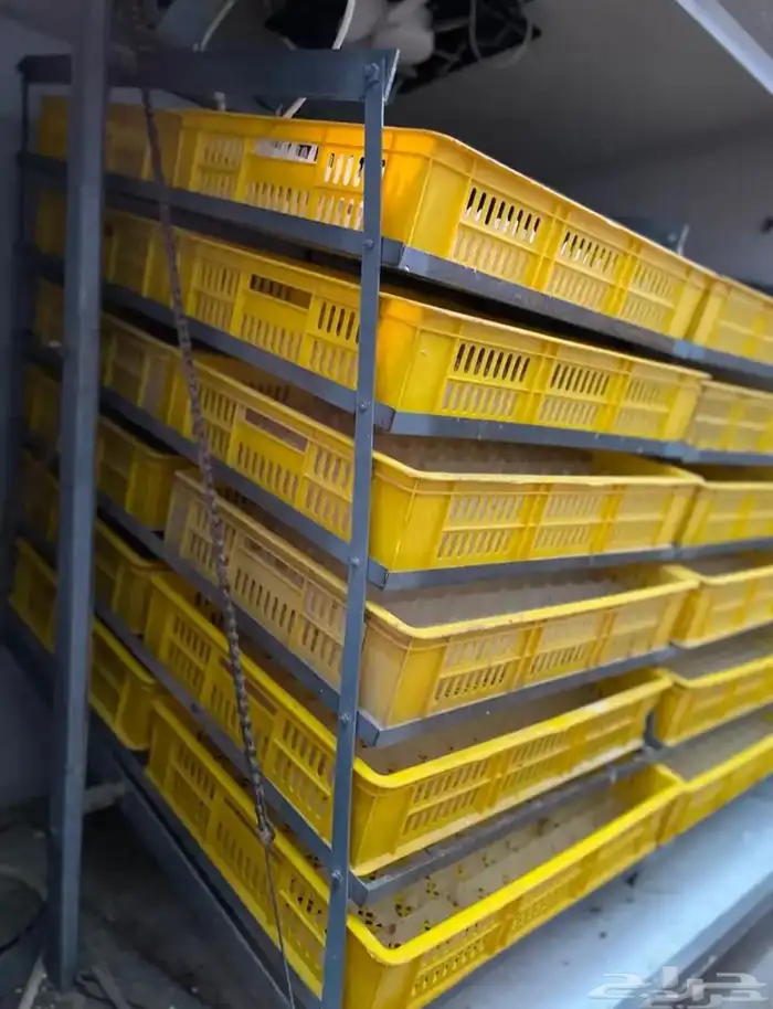 فقاصة بيض وشبك دجاج للبيع 1