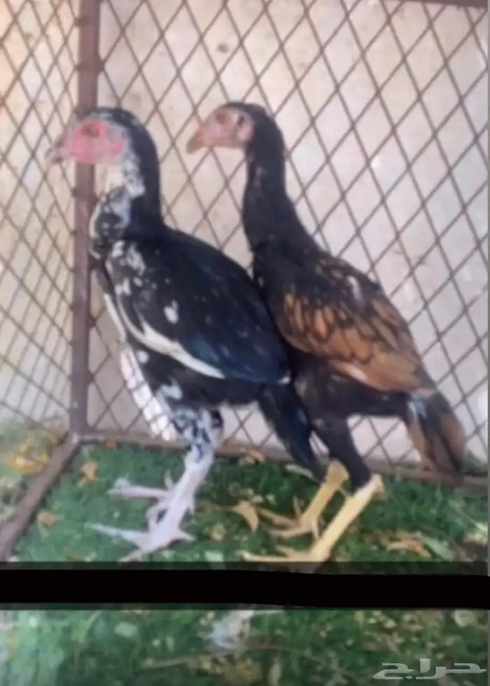 دجاج سندي بيور فاخر 25
