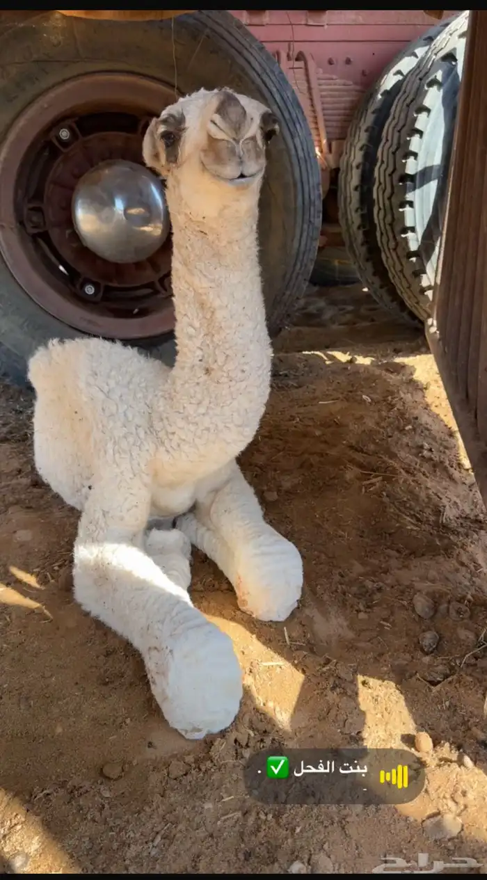 فحل اوضح كفوو 1