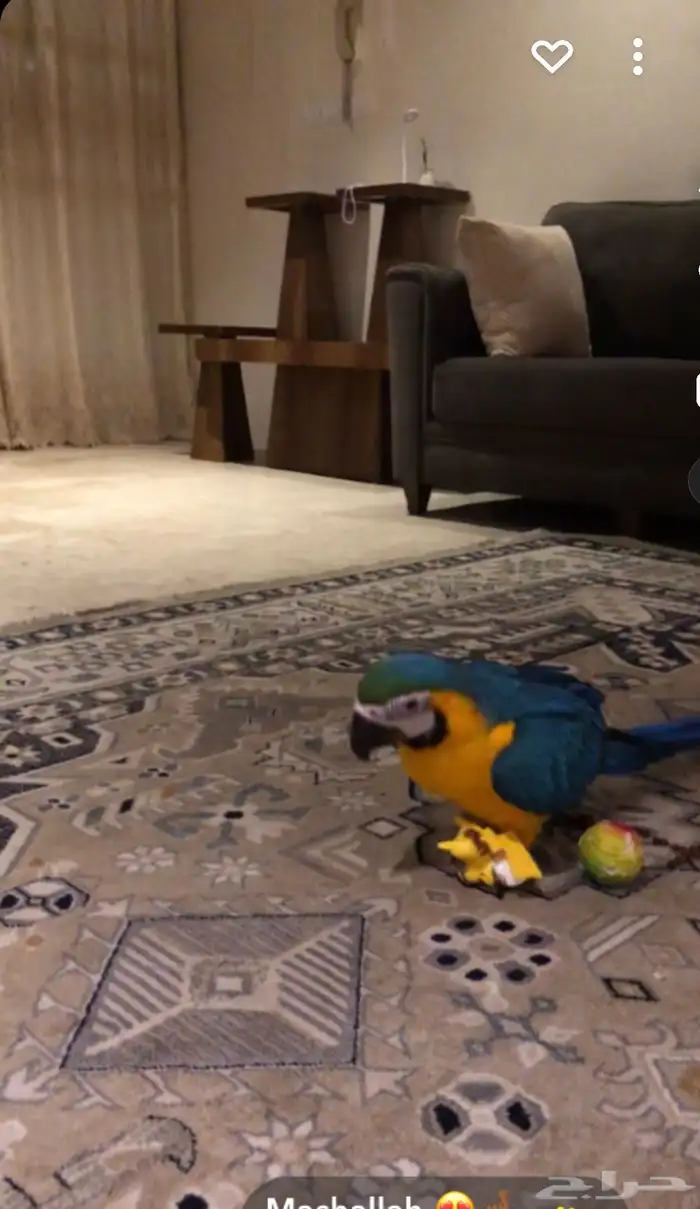 مكاو بلو اند قولد اليف متكلم 1