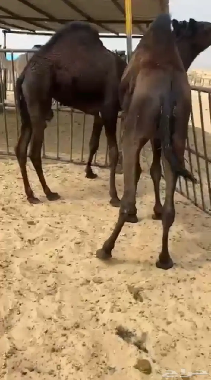 قعدان كفو للبيع من تحت اماتها مغلقه التواصل اتصال 0