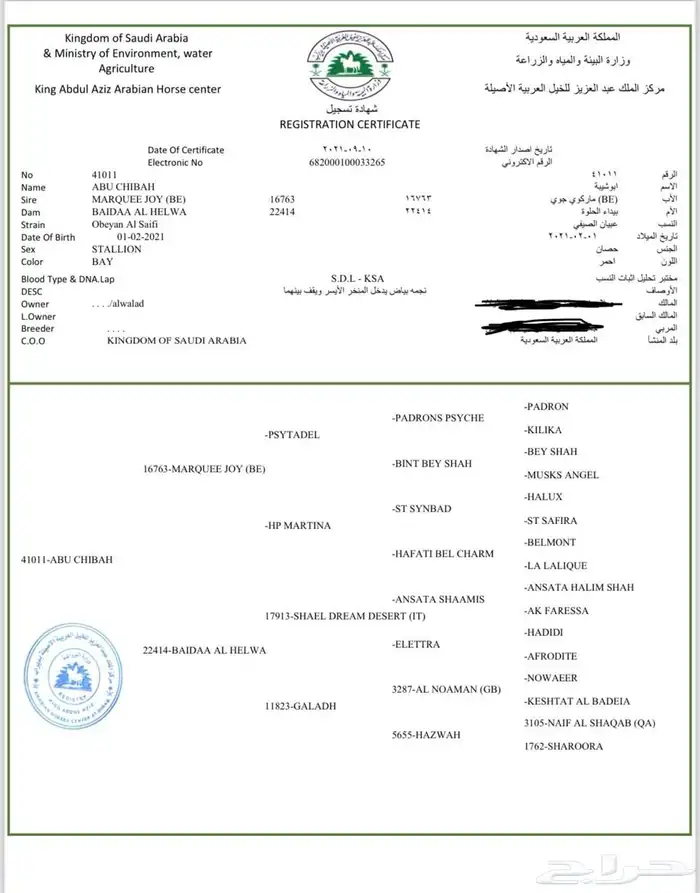 حصان واهو فاخر 2