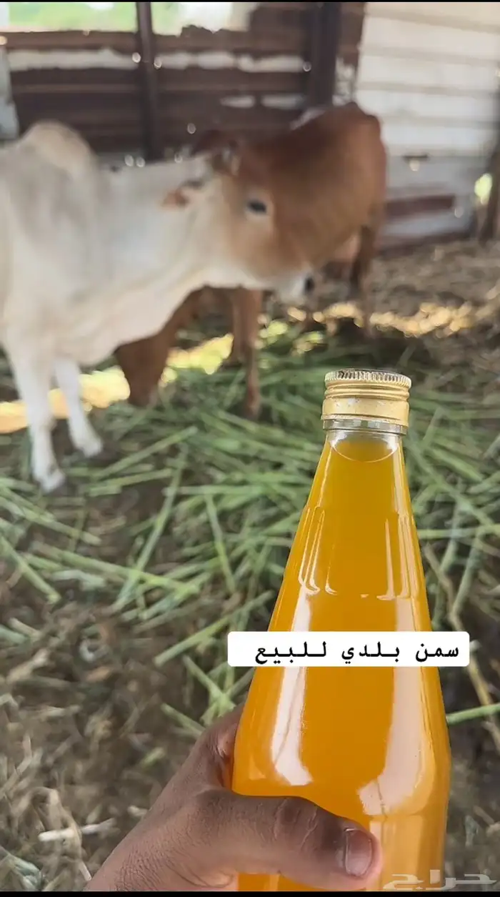 سمن بقر 1