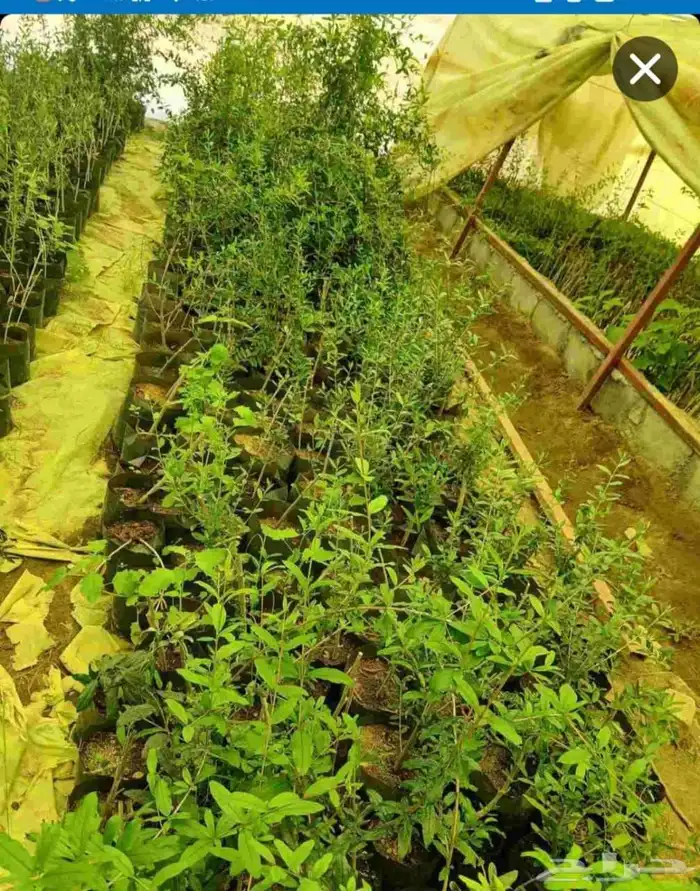 شتل تين وزيتون ورمان وعنب درجة اولى 0